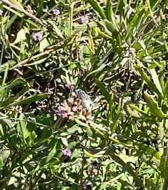 Mariposa Pieridae Leptophobia Leptophobia aripa